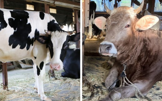 【ANA限定】牛飼いのジェラートセット 16種詰め合わせ / 無添加 スイーツ ジェラート シャーベット アイスクリーム 卵 小麦粉不使用 手作り プレセント お土産 贈り物 ギフト お取り寄せ 【狩野牧場】