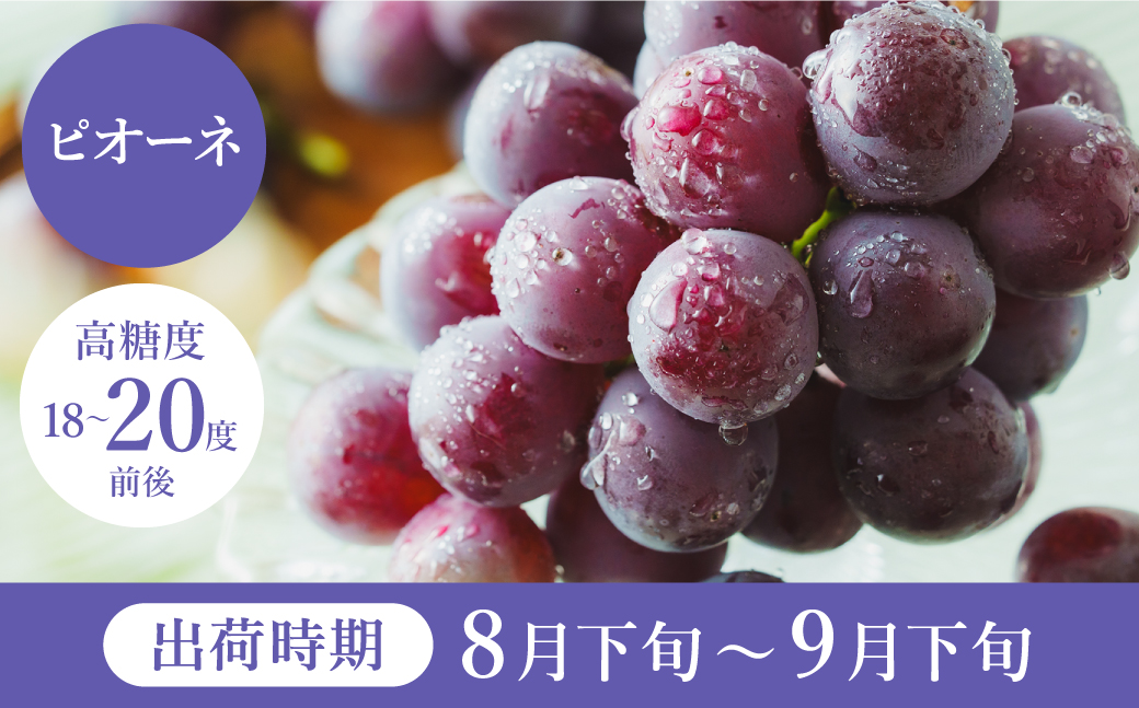 【2026年先行予約】数量限定 訳あり 豊岡ぶどう「ピオーネ」 約300g×6パック ／ ぴおーね ブドウ 葡萄 訳ありぶどう 大粒 強い甘み 爽やかな酸味 新鮮 果物 産地直送 くだもの フルーツ 上品 香り