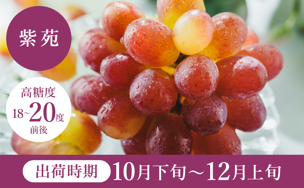 【2026年先行予約】数量限定 訳あり 豊岡ぶどう「紫苑」 約300g×8パック／ 紫苑  しえん ブドウ 葡萄 訳ありぶどう 大粒 強い甘み 爽やかな酸味 新鮮 果物 産地直送 くだもの フルーツ 上品 香り