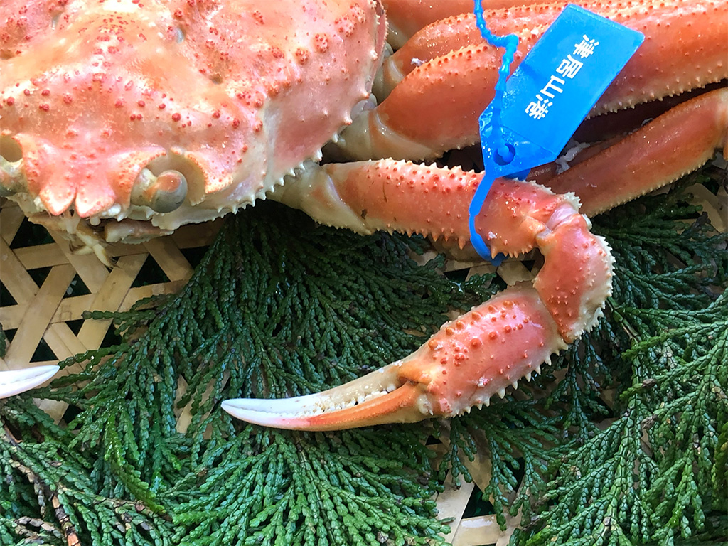 期間・数量限定 タグ付き 津居山産 松葉ガニ 1杯 / 茹で 900g～1kg / 新鮮 松葉がに 松葉蟹 ズワイガニ ずわいがに かに カニ 蟹 ボイル 冷蔵 海鮮 お取り寄せ グルメ 兵庫県 豊岡市 津居山漁港 但馬漁業協同組合