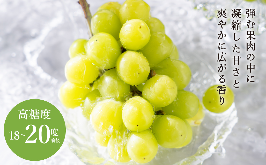 豊岡ぶどう シャインマスカット 約2kg / 豊岡ブドウ 産地直送 糖度が高い 濃厚 甘味 上品な香り 歯切れの良い 皮ごと 食べられる 減農薬 シャイン マスカット ぶどう ブドウ 葡萄 果物 くだもの フルーツ ふくい農園