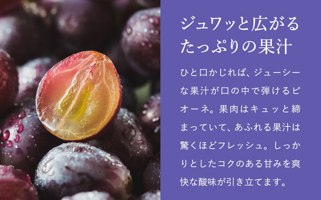 【2026年先行予約】数量限定 訳あり 豊岡ぶどう「ピオーネ」 約300g×6パック ／ ぴおーね ブドウ 葡萄 訳ありぶどう 大粒 強い甘み 爽やかな酸味 新鮮 果物 産地直送 くだもの フルーツ 上品 香り