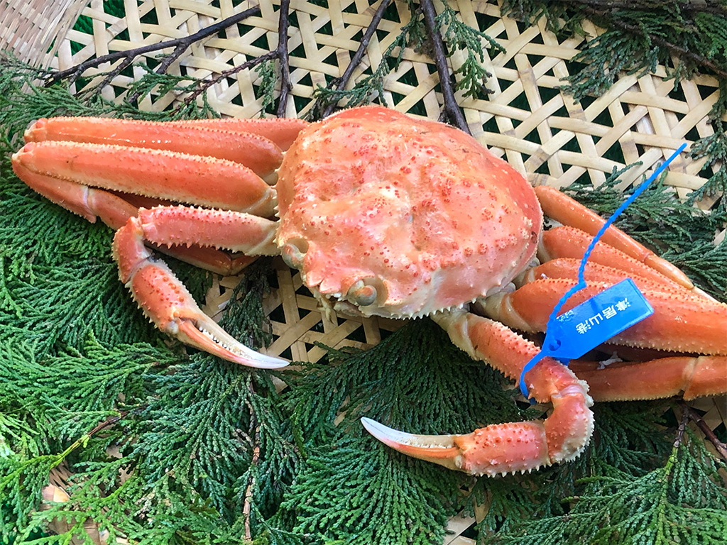 期間・数量限定 タグ付き 津居山産 松葉ガニ 1杯 / 茹で 900g～1kg / 新鮮 松葉がに 松葉蟹 ズワイガニ ずわいがに かに カニ 蟹 ボイル 冷蔵 海鮮 お取り寄せ グルメ 兵庫県 豊岡市 津居山漁港 但馬漁業協同組合