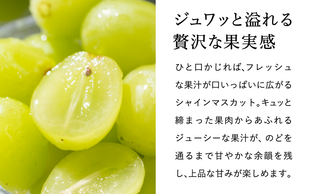 豊岡ぶどう シャインマスカット 約2kg / 豊岡ブドウ 産地直送 糖度が高い 濃厚 甘味 上品な香り 歯切れの良い 皮ごと 食べられる 減農薬 シャイン マスカット ぶどう ブドウ 葡萄 果物 くだもの フルーツ ふくい農園