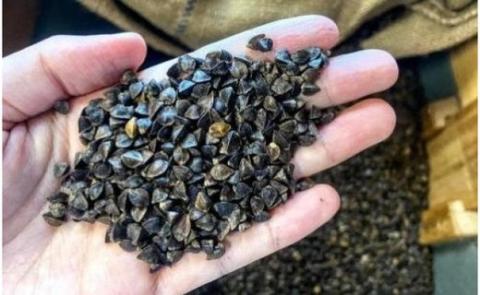 出石蕎麦　作太郎【12人前】×2（06-045）