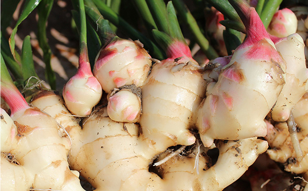 ハチミツ仕立てこうのとり生姜シロップ 150ml×2本 / 無添加 生姜シロップ 国産 兵庫県産 こうのとり生姜 紅茶 料理 お菓子作り 温活 体が温まる 風邪予防 しょうが ショウガ 生姜 はちみつ ハチミツ 蜂蜜  ジンジャー