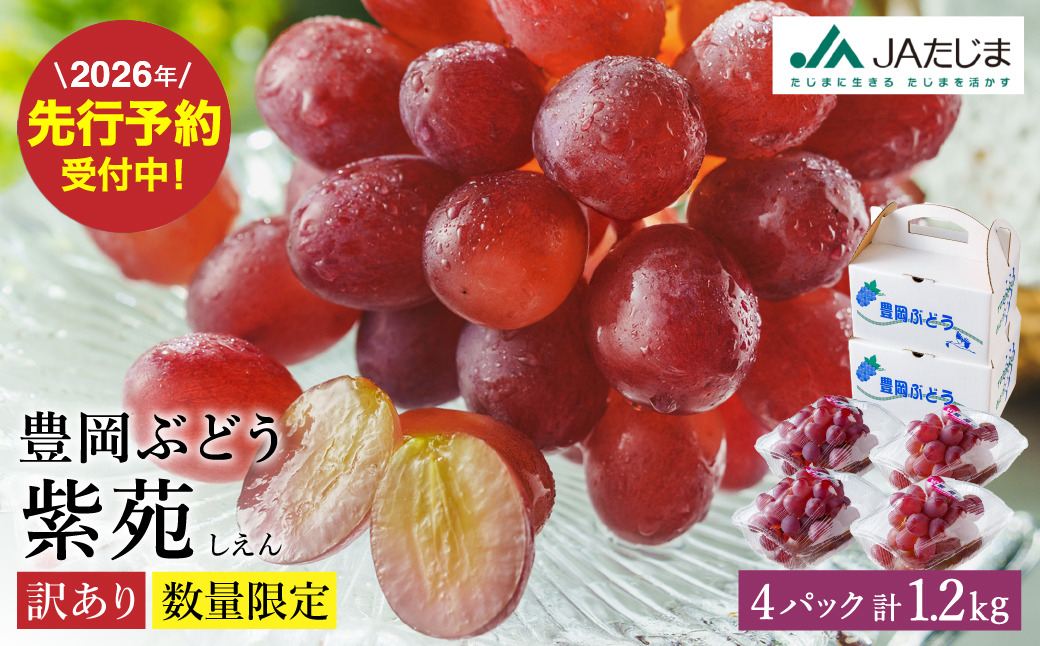 【2026年先行予約】数量限定 訳あり 豊岡ぶどう「紫苑」 約300g×4パック／ 紫苑  しえん ブドウ 葡萄 訳ありぶどう 大粒 強い甘み 爽やかな酸味 新鮮 果物 産地直送 くだもの フルーツ 上品 香り
