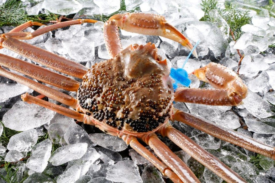 期間・数量限定 タグ付き 津居山産 松葉ガニ 1杯 / 活 700g～800g / 新鮮 松葉がに 松葉蟹 ズワイガニ ずわいがに かに カニ 蟹 冷蔵 海鮮 お取り寄せ グルメ 兵庫県 豊岡市 津居山漁港 但馬漁業協同組合