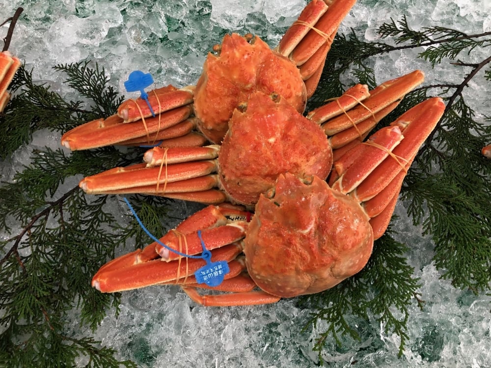 期間・数量限定 タグ付き 津居山産 松葉ガニ 1杯 / 茹で 700g～800g / 新鮮 松葉がに 松葉蟹 ズワイガニ ずわいがに かに カニ 蟹 ボイル 冷蔵 海鮮 お取り寄せ グルメ 兵庫県 豊岡市 津居山漁港 但馬漁業協同組合