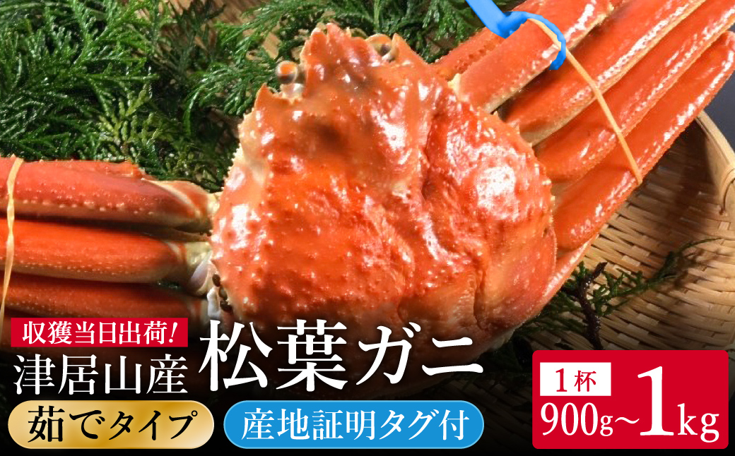 期間・数量限定 タグ付き 津居山産 松葉ガニ 1杯 / 茹で 900g～1kg / 新鮮 松葉がに 松葉蟹 ズワイガニ ずわいがに かに カニ 蟹 ボイル 冷蔵 海鮮 お取り寄せ グルメ 兵庫県 豊岡市 津居山漁港 但馬漁業協同組合