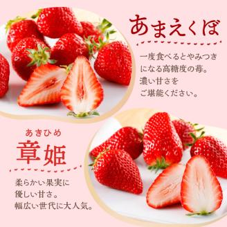 はたやのいちご　食べ比べセット[12月下旬より順次発送]《 いちご 苺 高級 フルーツ イチゴ フルーツ工房はたや 章姫 あまえくぼ あまクイーン 紅クイーン ロイヤルクイーン 》【2401C09701】