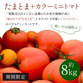 【限定出荷】"たまとま"＋カラーミニトマト(約8kg)《 野菜 トマト ミニトマト カラートマト 期間限定 送料無料 おすすめ 美味しい セット とまと ふるさと納税 》【2403C12102】