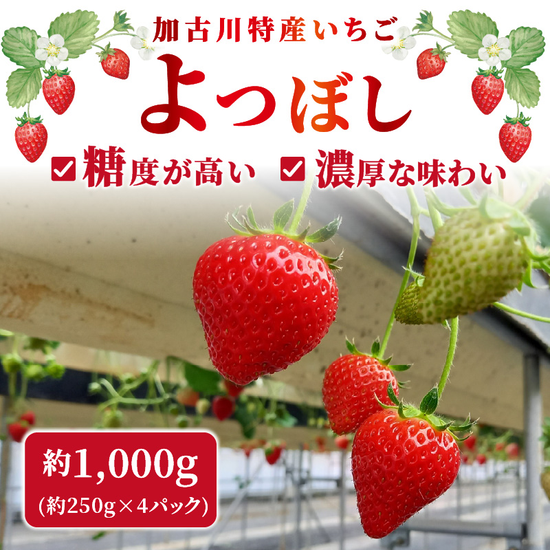 兵庫加古川(小林農園)特産いちご 4パック[1月中旬より順次発送]《 苺 いちご 期間限定 よつぼし フルーツ 果物 》【2401C09502】