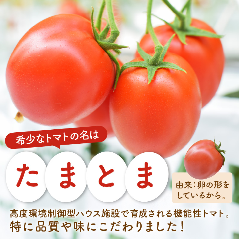 【限定出荷】"たまとま"＋カラーミニトマト(約8kg)《 野菜 トマト ミニトマト カラートマト 期間限定 送料無料 おすすめ 美味しい セット とまと ふるさと納税 》【2403C12102】