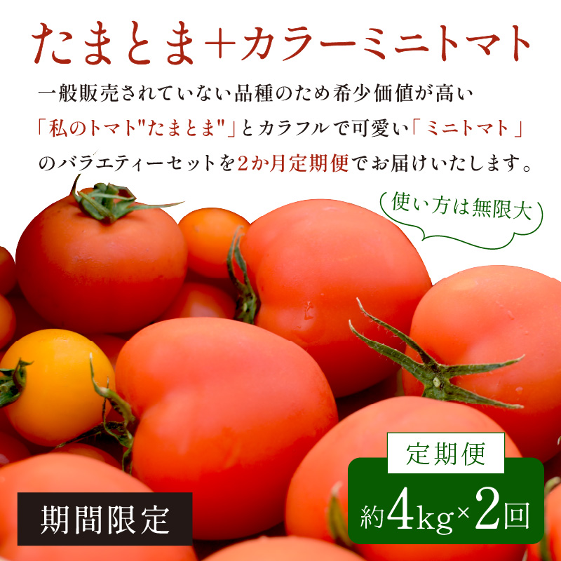 【限定出荷】"たまとま"＋カラーミニトマト(約4kg)[定期便2回]《 野菜 トマト ミニトマト カラートマト 定期 定期便 2回 送料無料 おすすめ 美味しい セット とまと ふるさと納税 》【2403C12103】