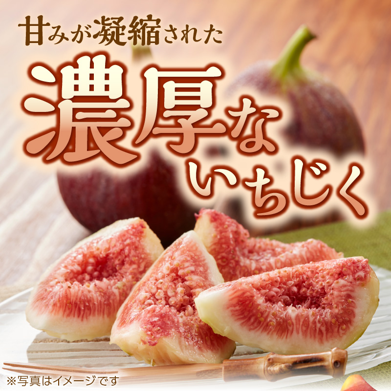期間限定【農園のめぐみ】甘味が凝縮いちじく750g×1《 数量限定 限定 果物 くだもの フルーツ いちじく 無花果 送料無料 》【2500C08201】