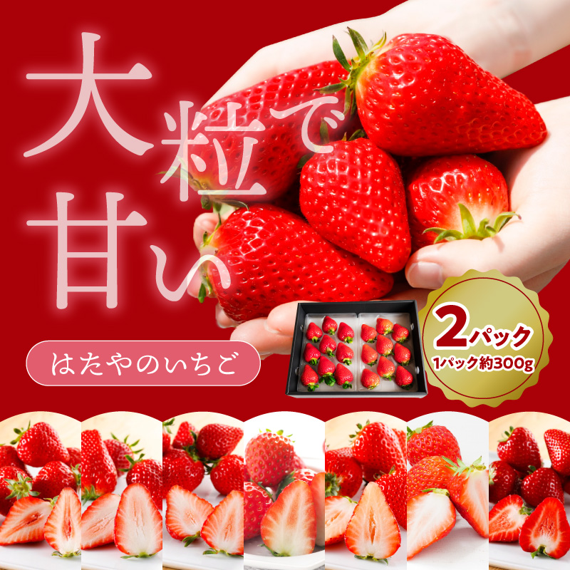 はたやのいちご 2Pセット《 いちご 苺 イチゴ フルーツ 果物 国産 フルーツ工房はたや あまえくぼ 章姫 あまクイーン ロイヤルクイーン ぽりっちご あまおとめ 堅しろう 》【2501C09702】
