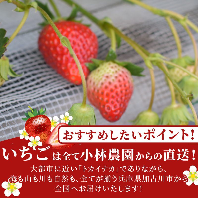 兵庫加古川(小林農園)特産いちご 4パック[1月中旬より順次発送]《 苺 いちご 期間限定 よつぼし フルーツ 果物 》【2401C09502】
