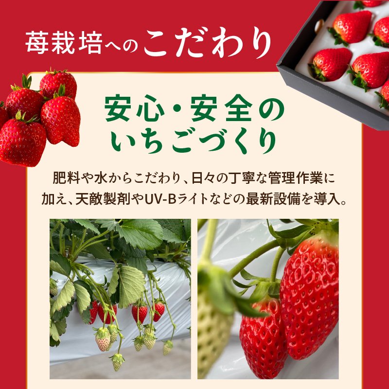結いちご(2パック入)[12月下旬より順次発送] 《 いちご 大粒 苺 フルーツ 果物 フルーツ工房はたや ふるさと納税いちご イチゴ 高級 国産 送料無料 》【2402C09706】