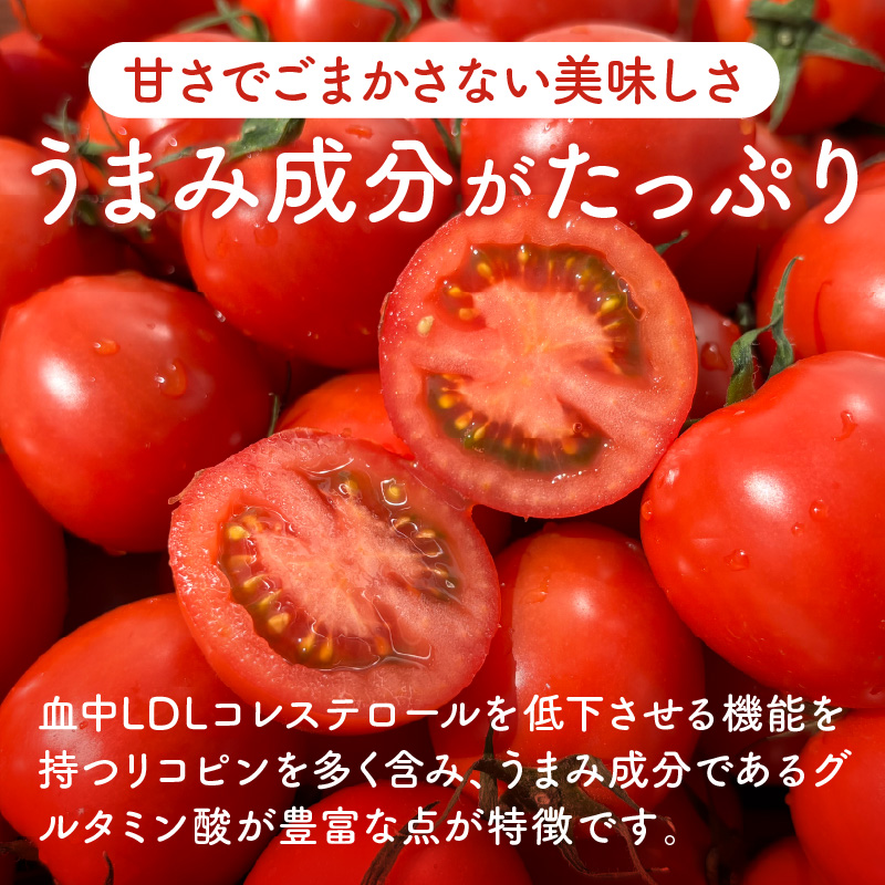 【限定出荷】"たまとま"＋カラーミニトマト(約8kg)《 野菜 トマト ミニトマト カラートマト 期間限定 送料無料 おすすめ 美味しい セット とまと ふるさと納税 》【2403C12102】