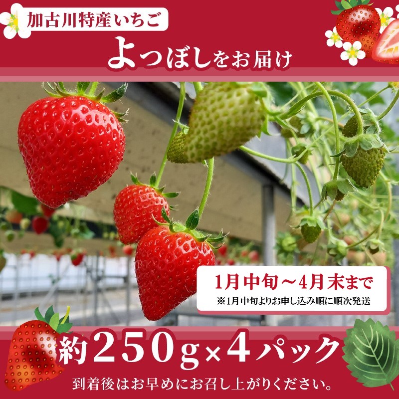 兵庫加古川(小林農園)特産いちご 4パック[1月中旬より順次発送]《 苺 いちご 期間限定 よつぼし フルーツ 果物 》【2401C09502】