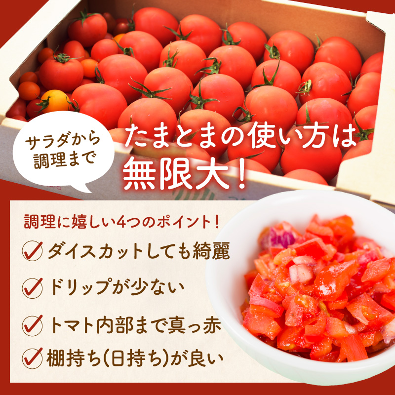 【限定出荷】"たまとま"＋カラーミニトマト(約8kg)《 野菜 トマト ミニトマト カラートマト 期間限定 送料無料 おすすめ 美味しい セット とまと ふるさと納税 》【2403C12102】
