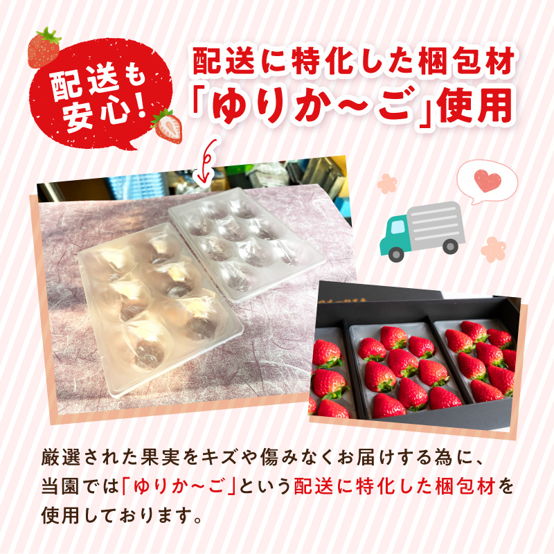 贈答用いちご 3品種食べ比べセット(3パック入)《 いちご 苺 イチゴ フルーツ 果物 国産 フルーツ工房はたや あまえくぼ 章姫 あまクイーン ロイヤルクイーン ぽりっちご あまおとめ 堅しろう 》【2502C09701】