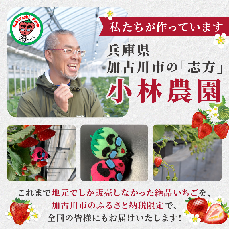 兵庫加古川(小林農園)特産いちご 4パック[1月中旬より順次発送]《 苺 いちご 期間限定 よつぼし フルーツ 果物 》【2401C09502】