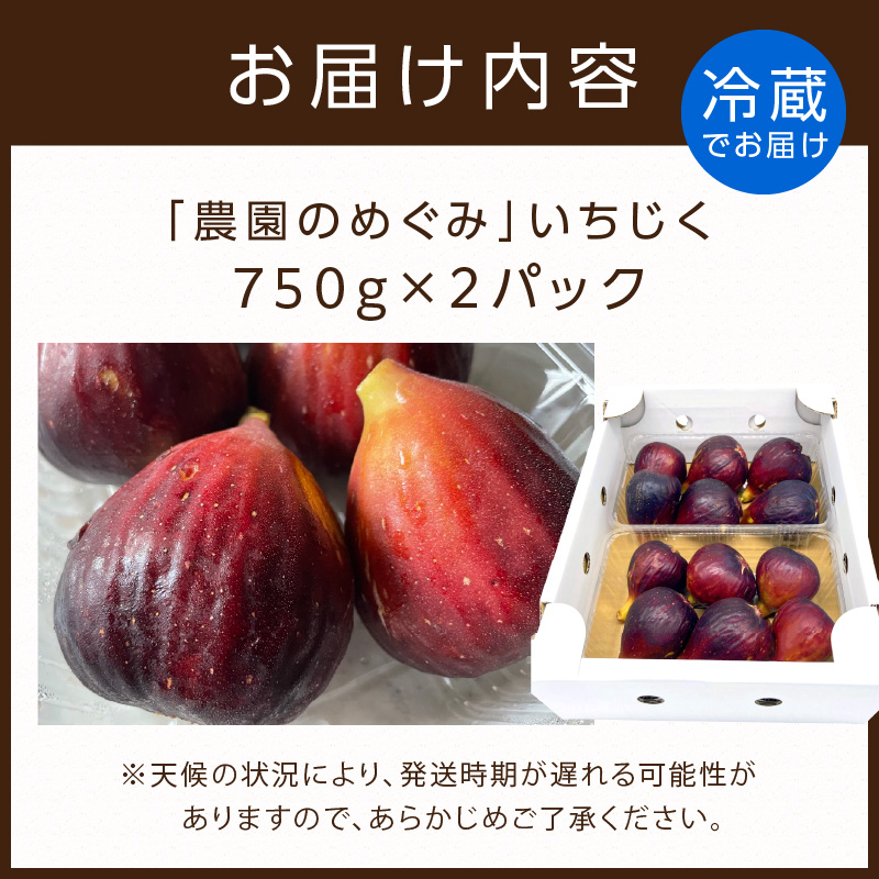 期間限定【農園のめぐみ】甘味が凝縮いちじく750g×2《 数量限定 限定 果物 くだもの フルーツ いちじく 無花果 送料無料 》【2401C08210】