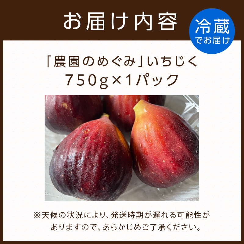 期間限定【農園のめぐみ】甘味が凝縮いちじく750g×1《 数量限定 限定 果物 くだもの フルーツ いちじく 無花果 送料無料 》【2500C08201】