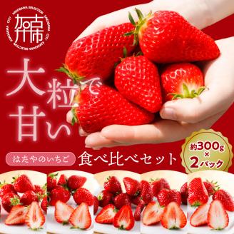はたやのいちご　食べ比べセット[12月下旬より順次発送]《 いちご 苺 高級 フルーツ イチゴ フルーツ工房はたや 章姫 あまえくぼ あまクイーン 紅クイーン ロイヤルクイーン 》【2401C09701】
