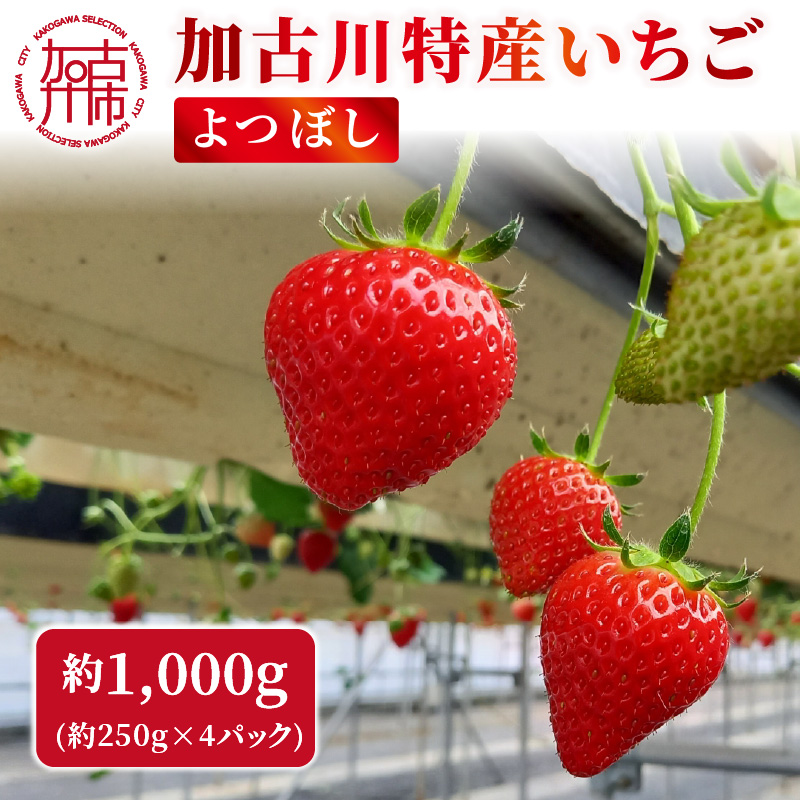 兵庫加古川(小林農園)特産いちご 4パック[1月中旬より順次発送]《 苺 いちご 期間限定 よつぼし フルーツ 果物 》【2401C09502】