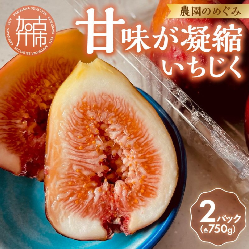 期間限定【農園のめぐみ】甘味が凝縮いちじく750g×2《 数量限定 限定 果物 くだもの フルーツ いちじく 無花果 送料無料 》【2401C08210】