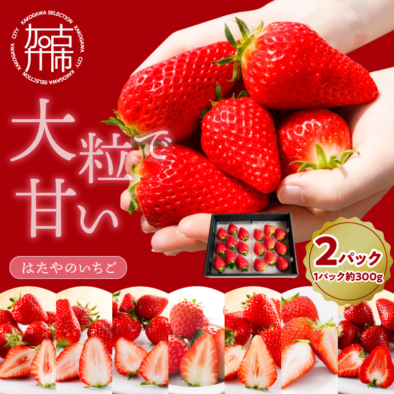 はたやのいちご 2Pセット《 いちご 苺 イチゴ フルーツ 果物 国産