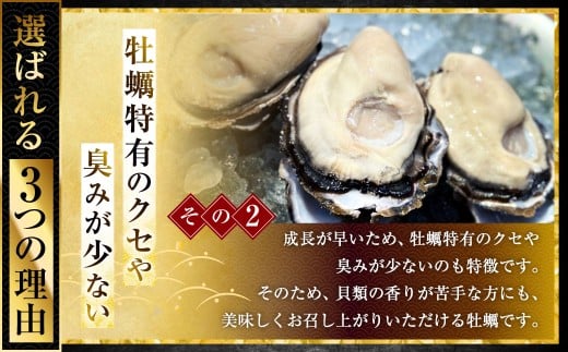 坂越かき 殻付き 20個（牡蠣ナイフ・軍手付き）