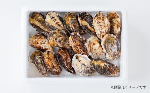 牡蠣 坂越かき 殻付き牡蠣 24個