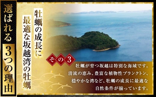 坂越かき 殻付き 33個【ナイフなし】