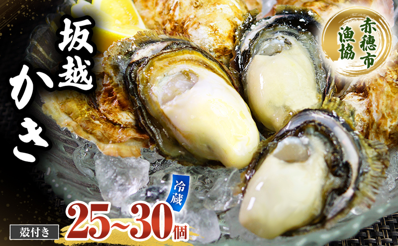 牡蠣 坂越かき 殻付き (25個～30個) 牡蠣ナイフ付き 冬牡蠣 かき カキ