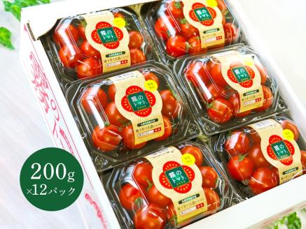 11月末～12月発送予約【霧のトマト】 霧で育てたおいしさ抜群の味！ ミニトマト200ｇ×12パック　18-14