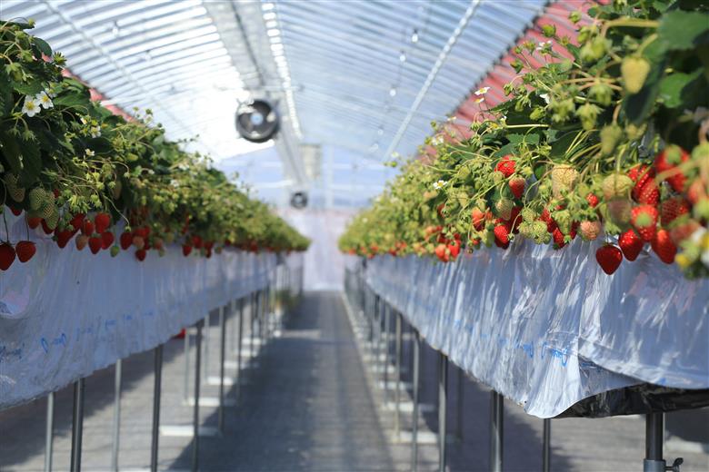 いちごの香りに包まれる 「いちごのアロマウォーター」～いちご畑macca～（04-11）