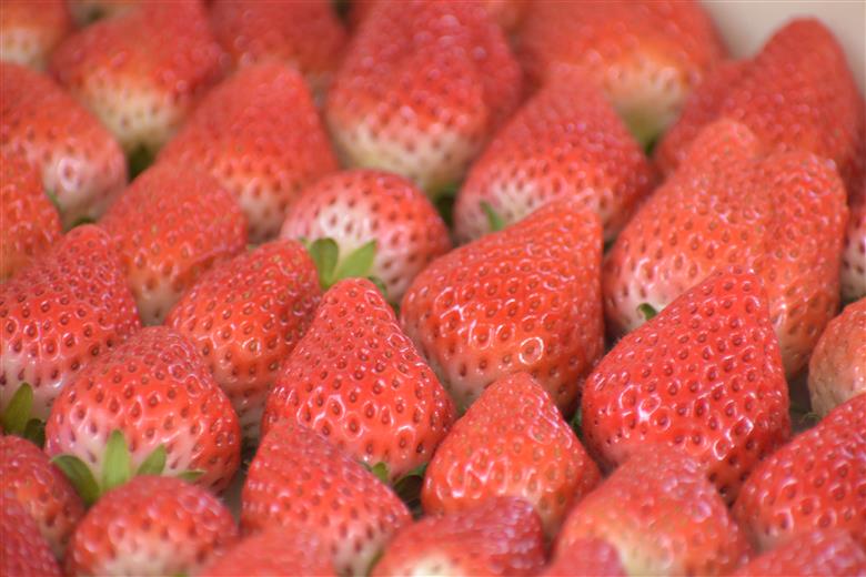 《2026年産先行予約》令和８年２月中旬配送分「西脇市産 佐藤果実工房のよつぼし」（約270g×２パック 約540g）【佐藤果実工房 全国いちご選手権銀賞受賞農園 TVで紹介!】（07-45）