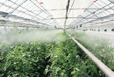 11月末～12月発送予約【霧のトマト】 霧で育てたおいしさ抜群の味！ ミニトマト200ｇ×12パック　18-14