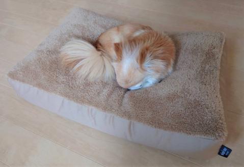 【ペット用ビーズソファ】sopo me Ｍサイズ モカ　（22-43-１）