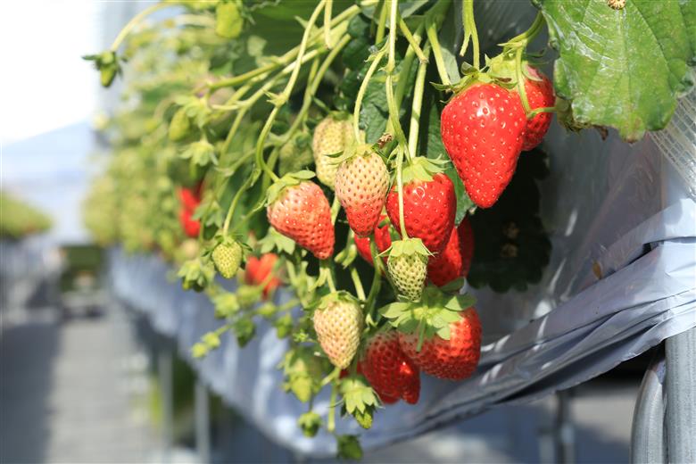 令和８年２月上旬配送分「ひょうご推奨ブランド」認証「西脇市産いちご食べくらべセット」（1箱2パック）～いちご畑macca～（06-39）