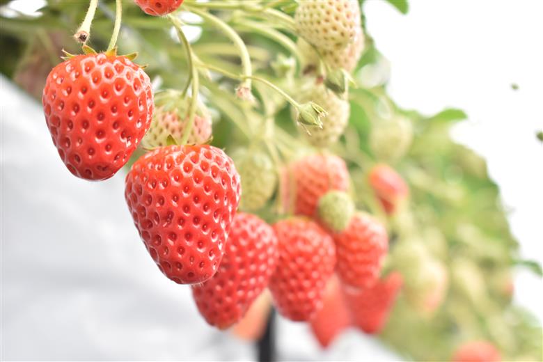 《2026年産先行予約》令和８年２月上旬配送分「西脇市産 佐藤果実工房のよつぼし」（約270g×２パック 約540g）【佐藤果実工房 全国いちご選手権銀賞受賞農園 TVで紹介!】（07-45）