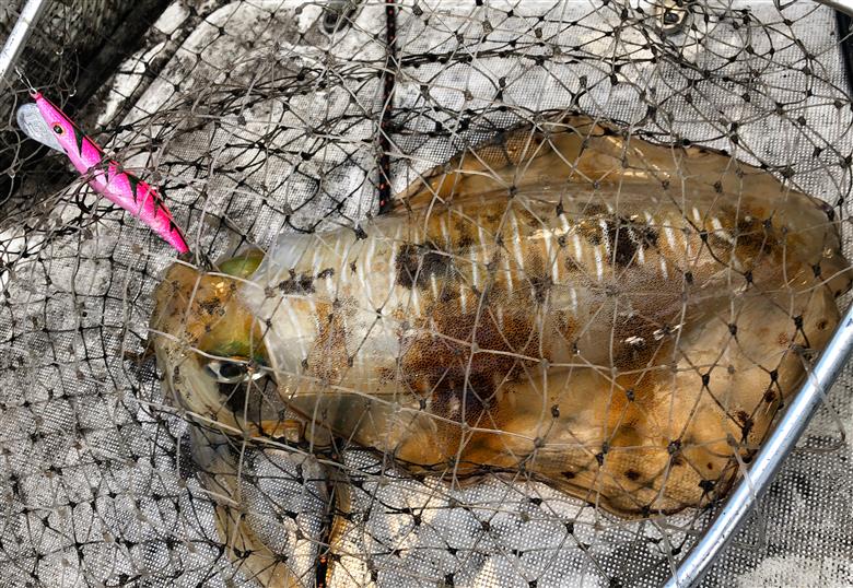 【釣具】BREADEN ボートエギセット（２種×２個）　20-41