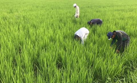 【醸し人九平次】飲み比べ３本セット② 彼の地・human・山田錦（各720ml）　～西脇市産山田錦・純米大吟醸～　34-12