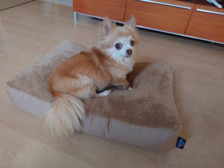 【ペット用ビーズソファ】sopo me Ｍサイズ モカ　（22-43-１）