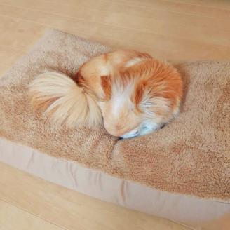 【ペット用ビーズソファ】sopo me Ｍサイズ ベージュ　（22-43-2）