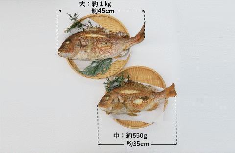 【塩焼き鯛（タイ）・姿焼き】<大>約1ｋg/約45㎝～尾頭付き・縁起物～魚プロ集団が手掛ける自信作　（29-15）